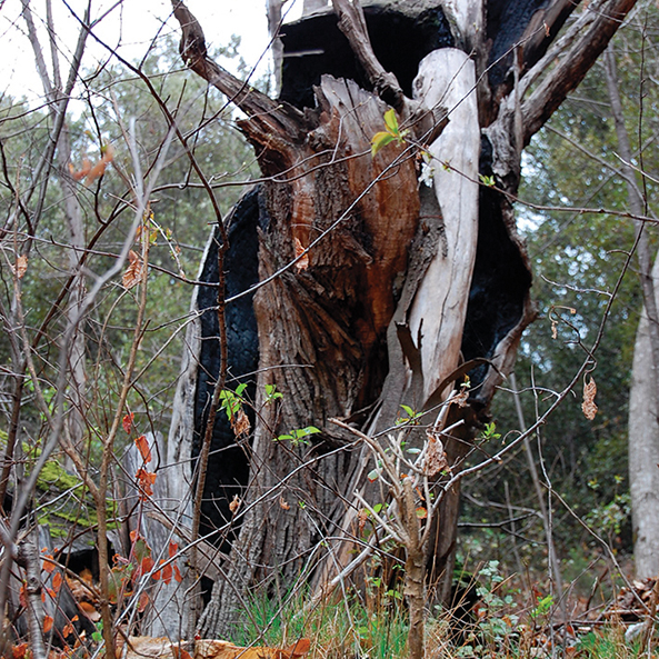 Châtaigniers La maladie de l’encre se propage en ÎledeFrance La