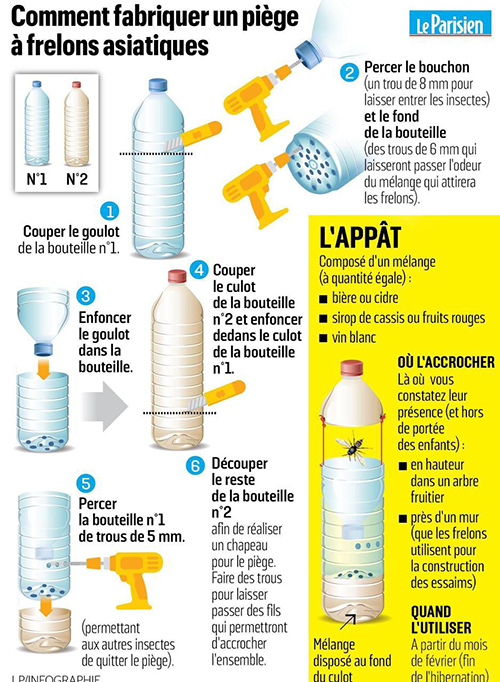 Frelons asiatique : comment fabriquer son propre piège 