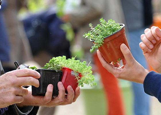 imageAvant troc aux plantes