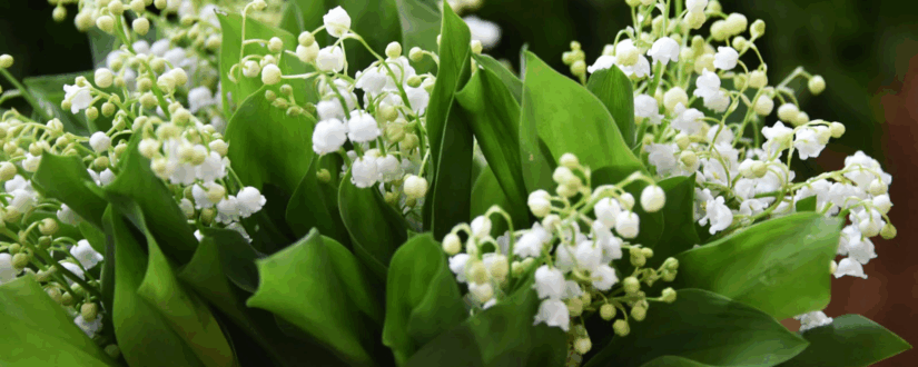 bann vente de muguet