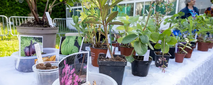 bann troc aux plantes