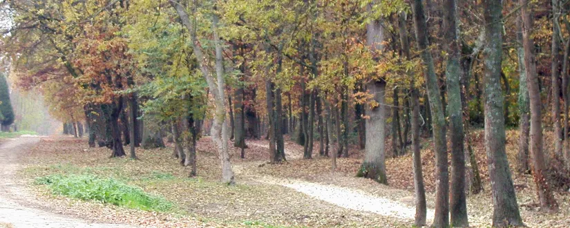 bann bois des trous